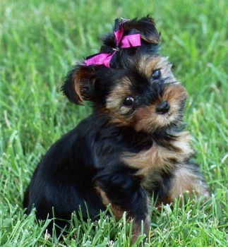Adorabili cuccioli di yorkshire femminucce e maschietti disponibili per l'adozione