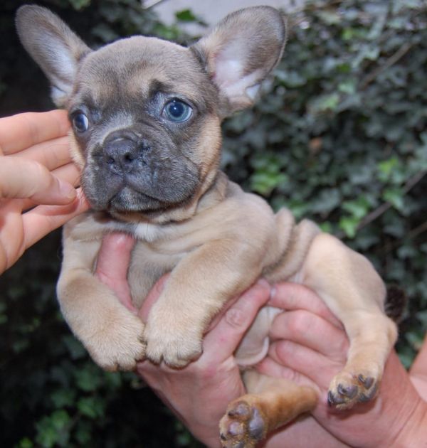  cuccioli di Bulldog Francese  ( Gratis )