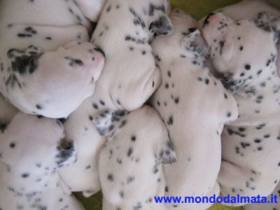 Dalmata cuccioli con pedigree Disponibili
