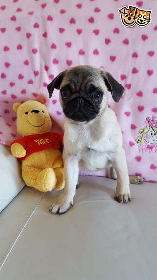 Regalo Cuccioli di Carlino Abbiamo disponibili