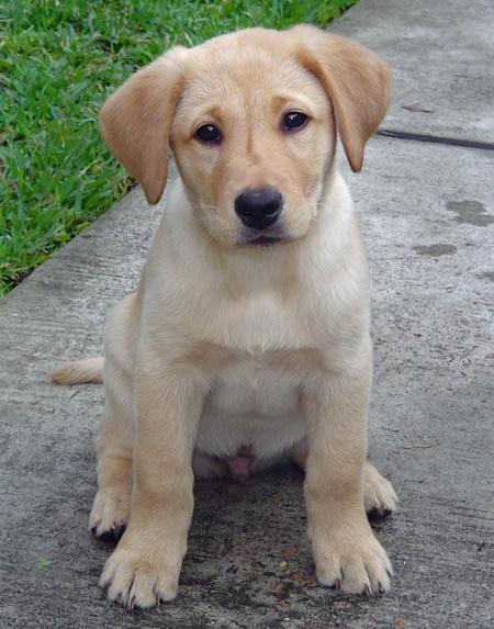 Fantastici cuccioli di labrador 