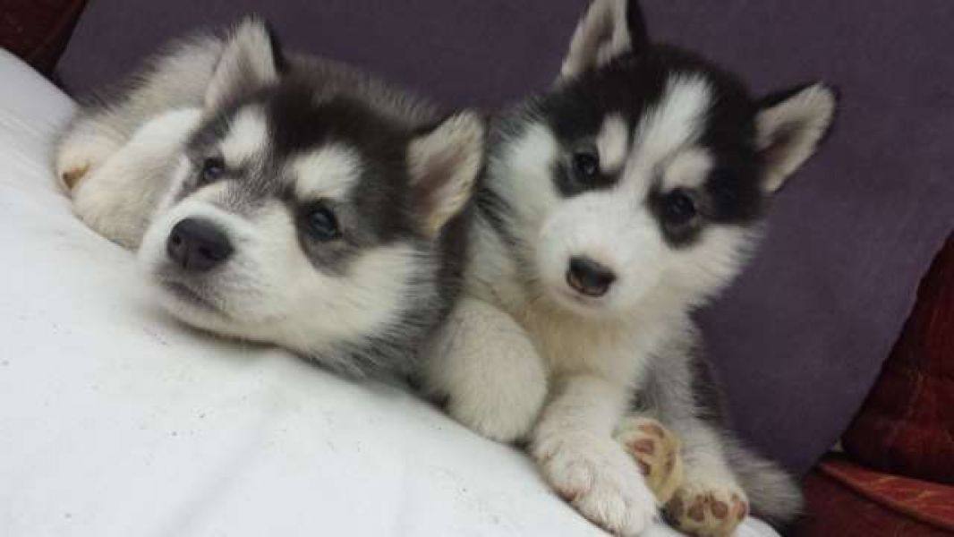 Regalo cuccioli di Siberian Husky