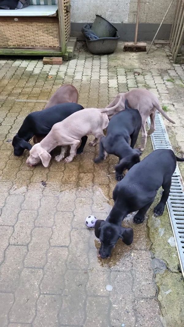 Regalo Cuccioli di Weimaraner