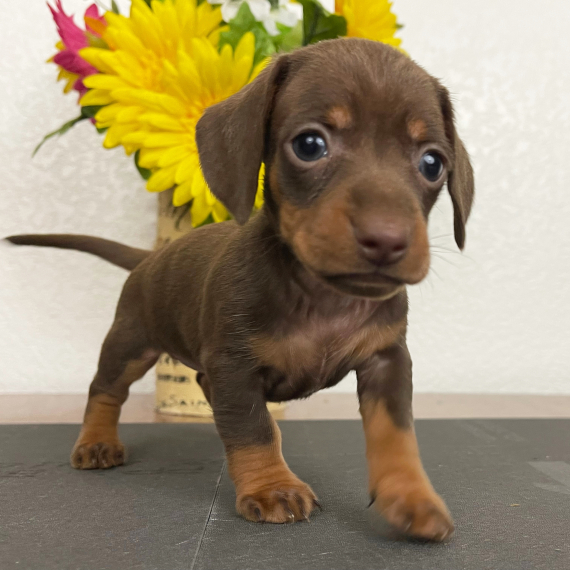 Regalo adorabili cuccioli bassotto femminucce e maschietti 