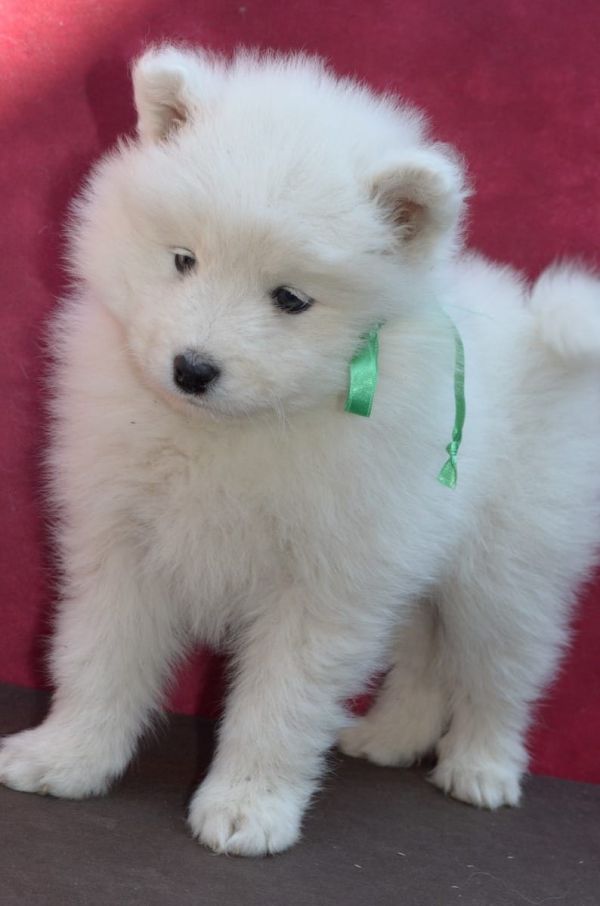  cuccioli di samoiedo per adozione ( maschio e femmina )