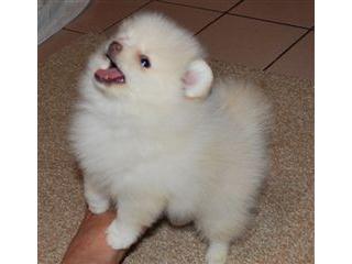   cuccioli di volpino pomeranian  per adozione ( regalo  )