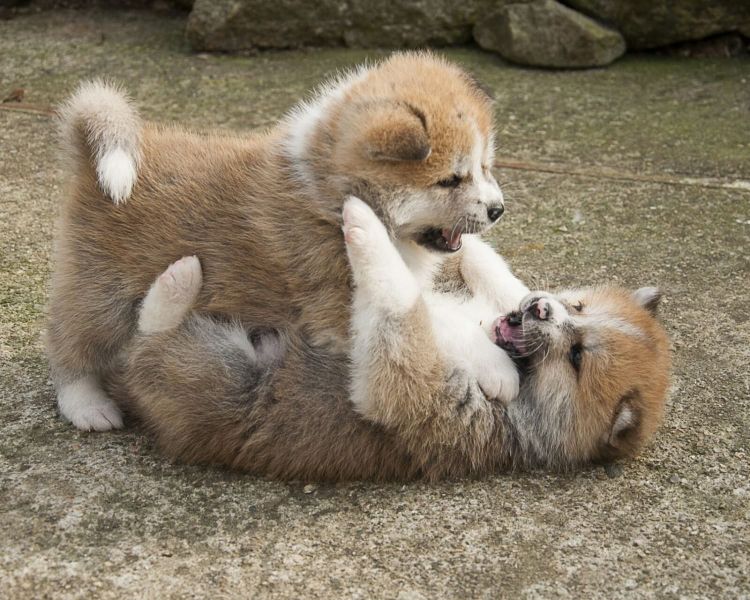   regalo cuccioli di Akita  inu disponibili per l'adozione