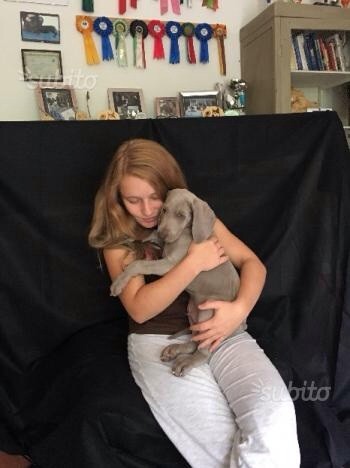 Cuccioli di weimaraner