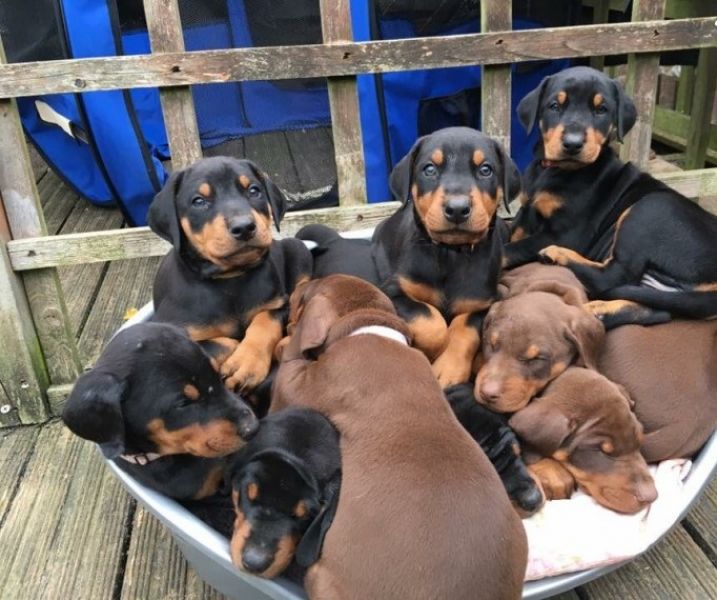 Regalo adorabili cuccioli  Dobermann femminucce e maschietti disponibili gratuita i cuccioli sono va