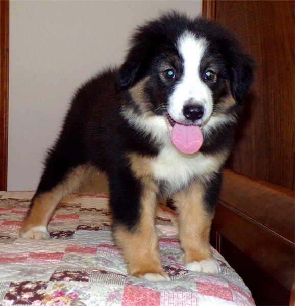 Regalo Cucciolo di Pastore australiano in pronta consegna i cuccioli verranno Dato dopo 90 giorni da