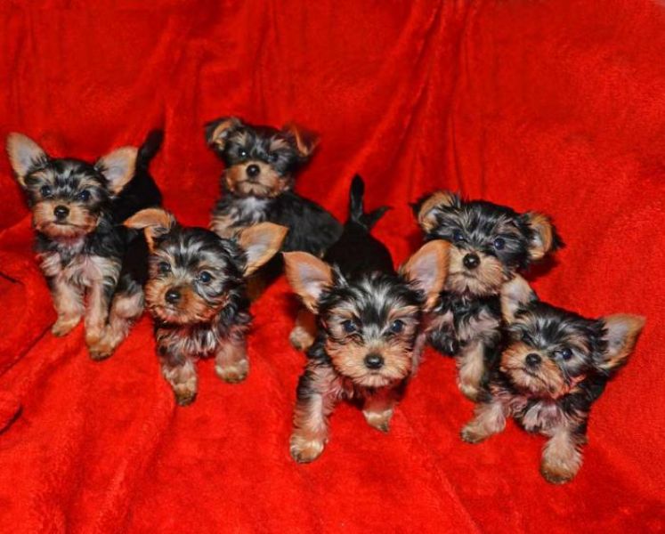 Regalo Yorkie cuccioli giocherelloni disponibili 