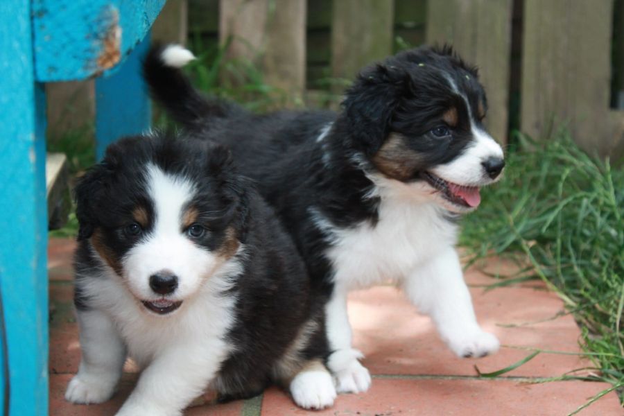 Cuccioli di AUSTRALIANO PASTORE  ( per regalo )
