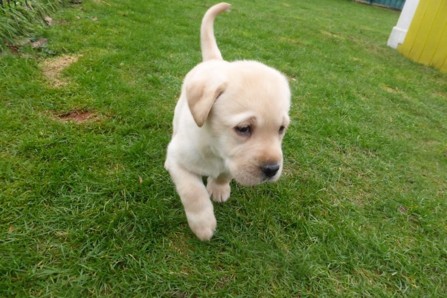  cuccioli di labrador  ( per regalo )