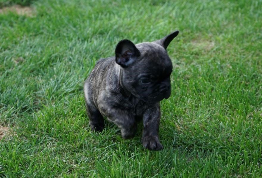 Cuccioli di razza bulldog francese per adozione 
