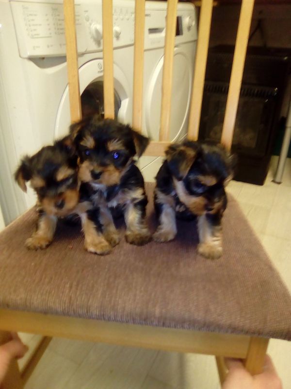  cuccioli di yorkshire