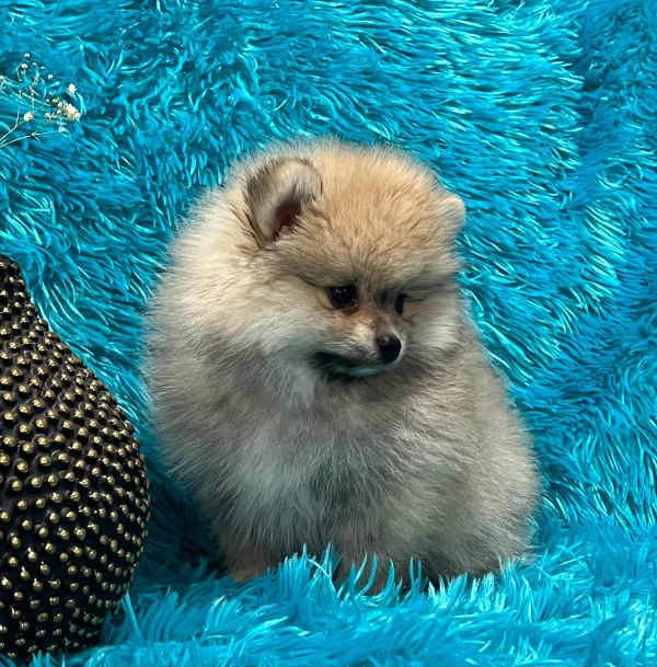 Bellissimi cuccioli di Volpino Pomerania E-MAIL  (marieiris783@gmail.com)