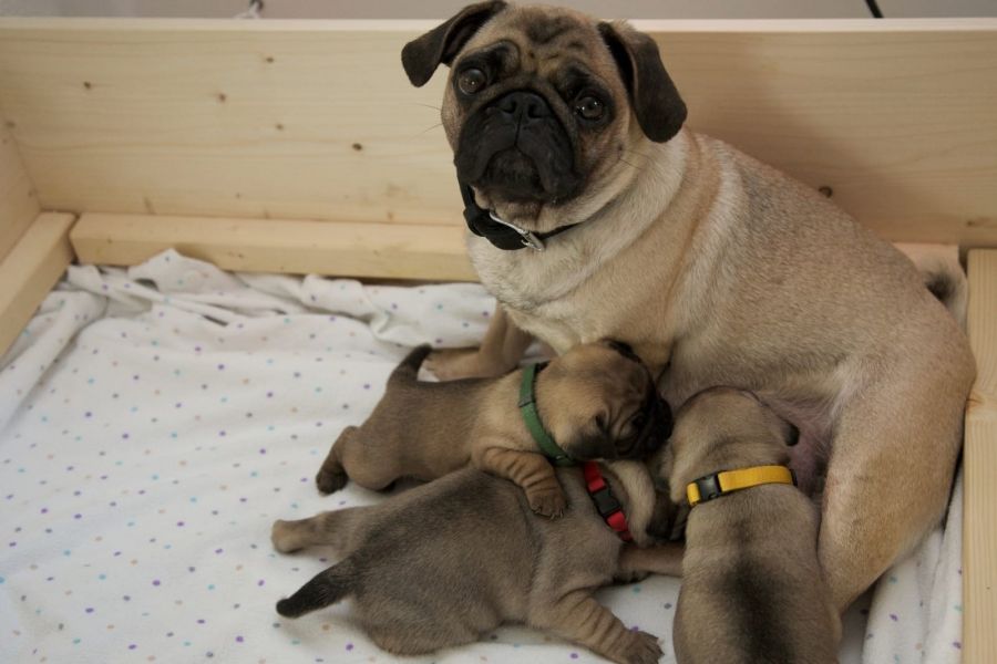  regalo cuccioli di carlino  disponibili per l'adozione