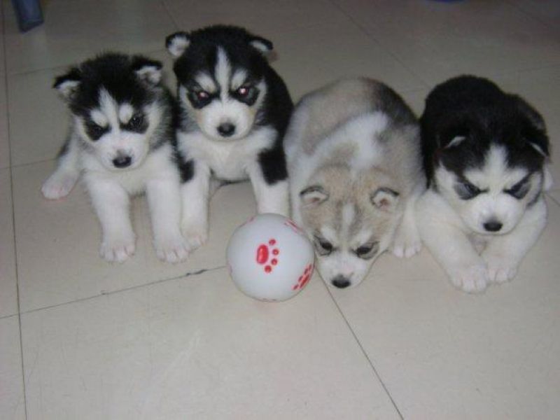  cuccioli di Sibarian husky  per adozione ( regalo  )