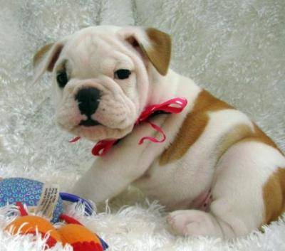Due migliori cuccioli di bulldog inglese@@!
