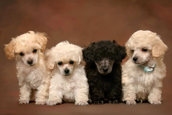 REGALO barboncino cuccioli
