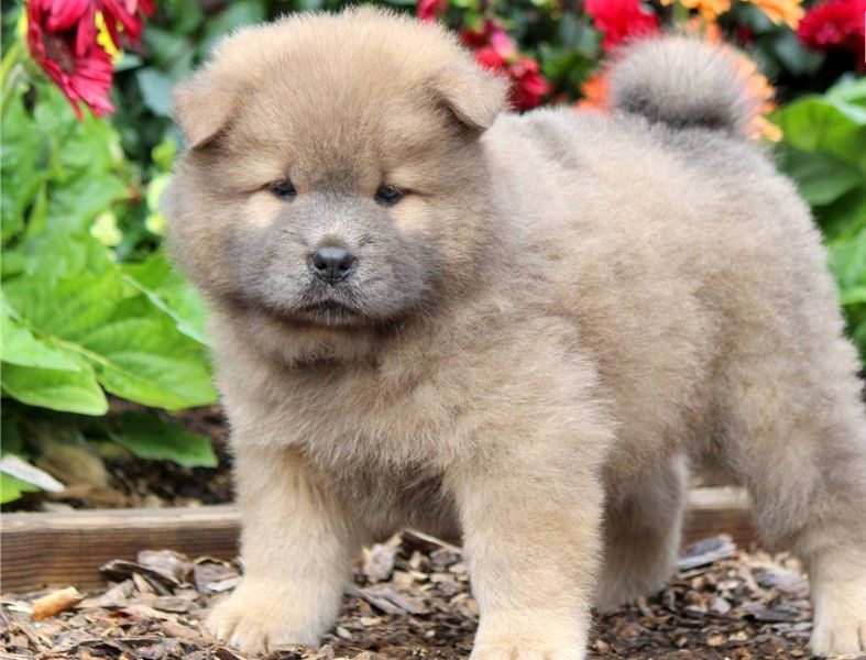 Regalo Cuccioli di chow chow  in pronta consegna