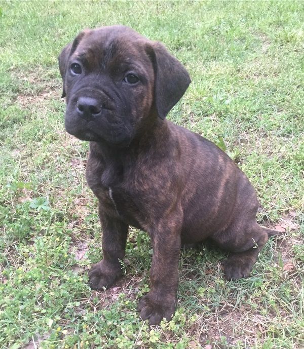 Regalo abbiamo cuccioli di BullMastiff  sono BullMastiff  di dimensioni . sono registrati AKC. sono 