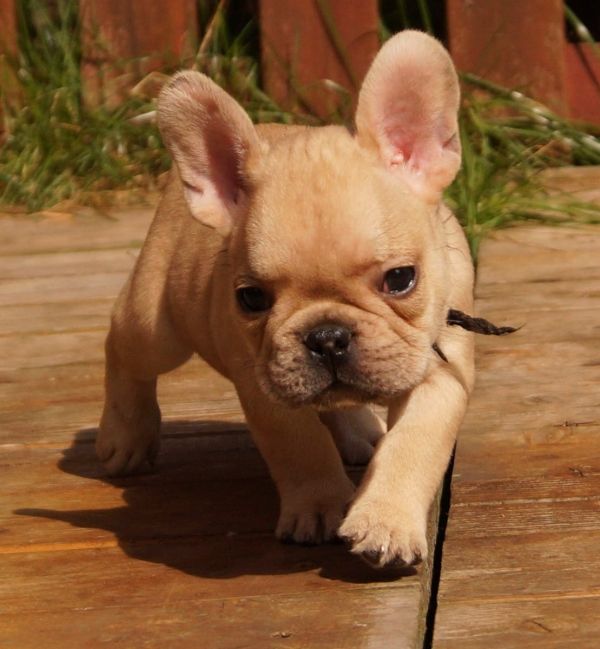 Adorabili cuccioli di Bulldog Francese femminucce e maschietti disponibili per l'adozione gratuita