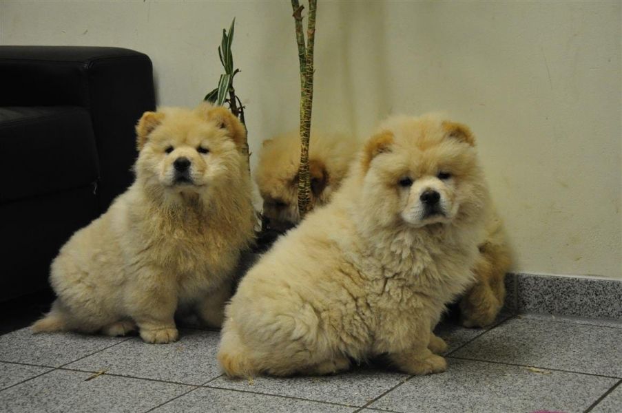 Molto bella e sani cuccioli di CHOW  CHOW per adozione maschi e femmine disponibili (gratis)