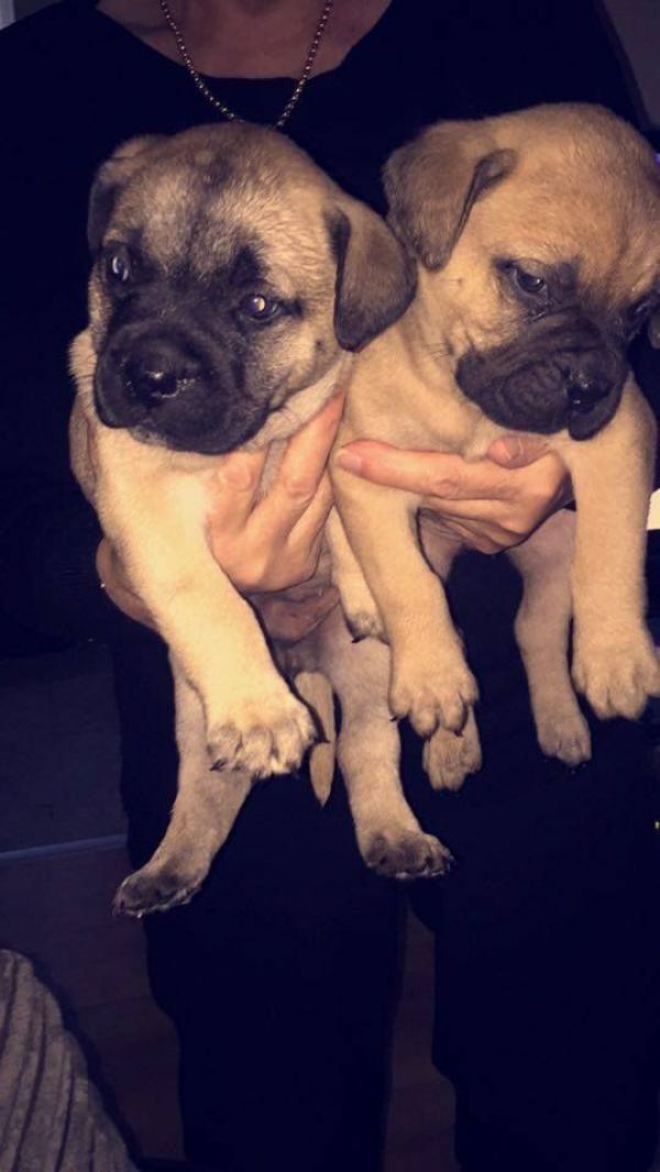 Bellissimi cuccioli Bullmastiff