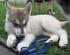  RE.GA.LO cuccioli Siberian Husky uno Maschio e Femmina,,,,,,,,,,   RE.GA.LO cuccioli Siberian Husky