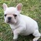 Stupendi cuccioli di Bouledogue Francese..  Stupendi cuccioli di Bouledogue Francese..