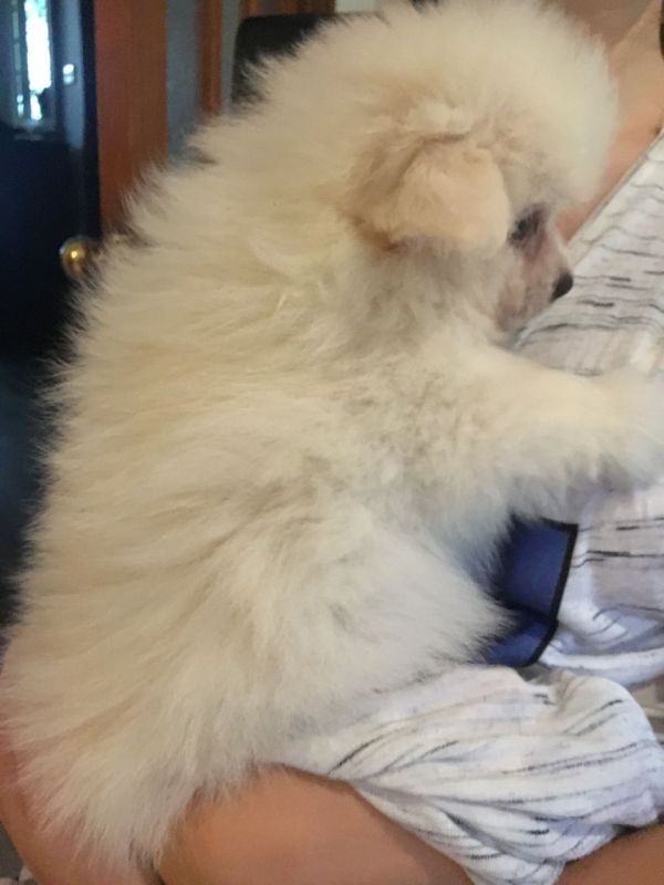 Volpino spitz pomerania