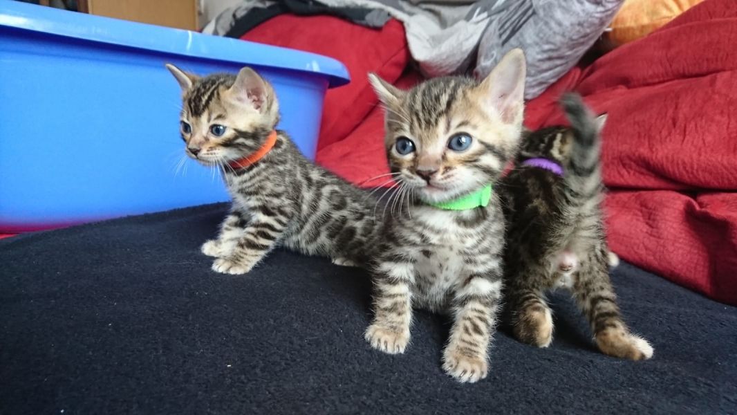  gattini Savannah   per adozione ( maschio e femmina )