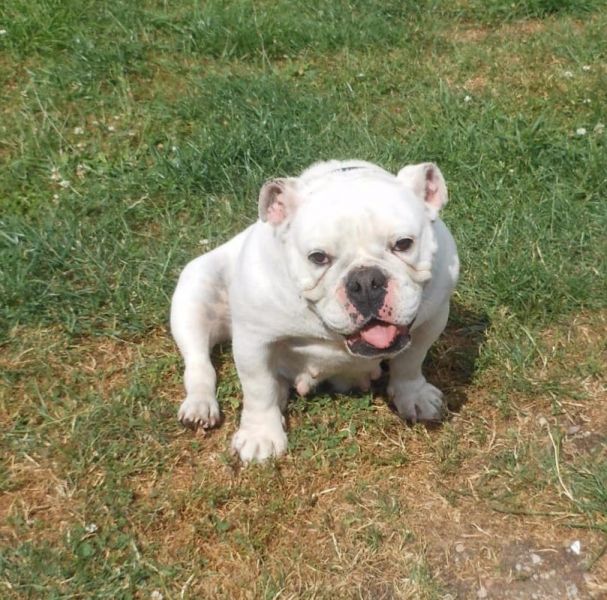  cuccioli di bulldog inglise  ( per regalo )