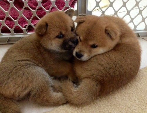  cuccioli di shiba-inu per adozione ( regalo  )