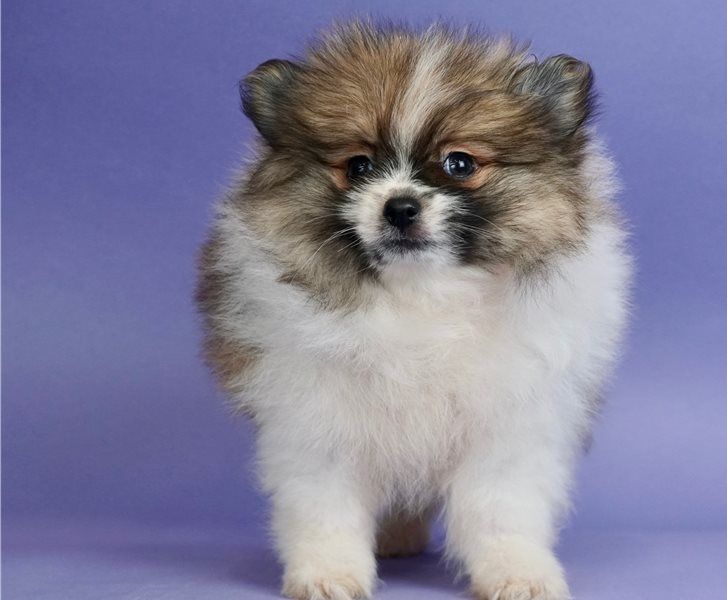 Regalo Cuccioli di volpino di pomerania