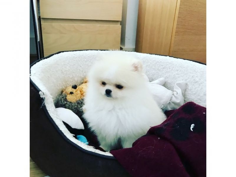 Regalo Volpini cuccioli di pomerania