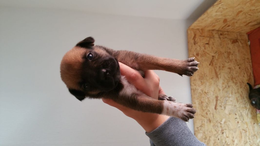 Cuccioli di Boxer ( per regalo )