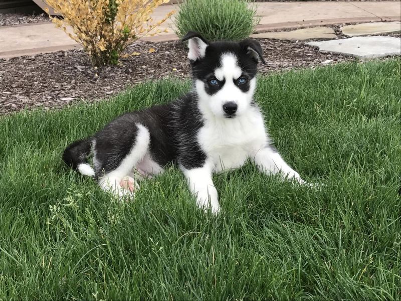 Maschio e femmina Siberian Husky cuccioli in cerca di una casa