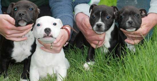 Adorabili cuccioli di bull terrier in regalo