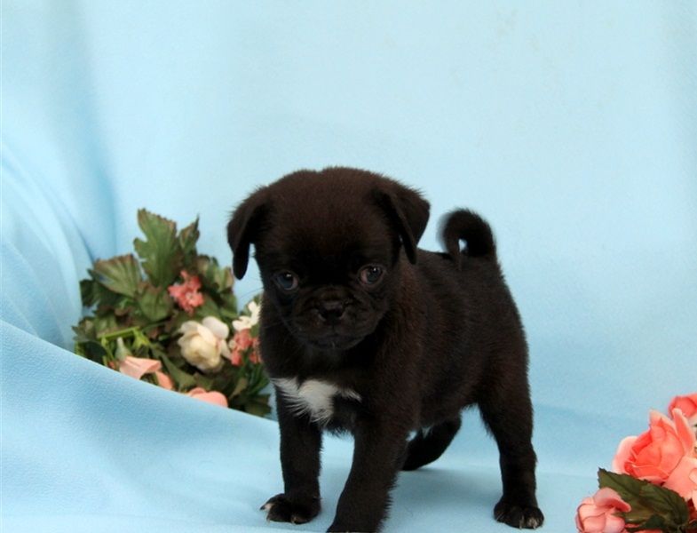 REGALO Cuccioli di Calino