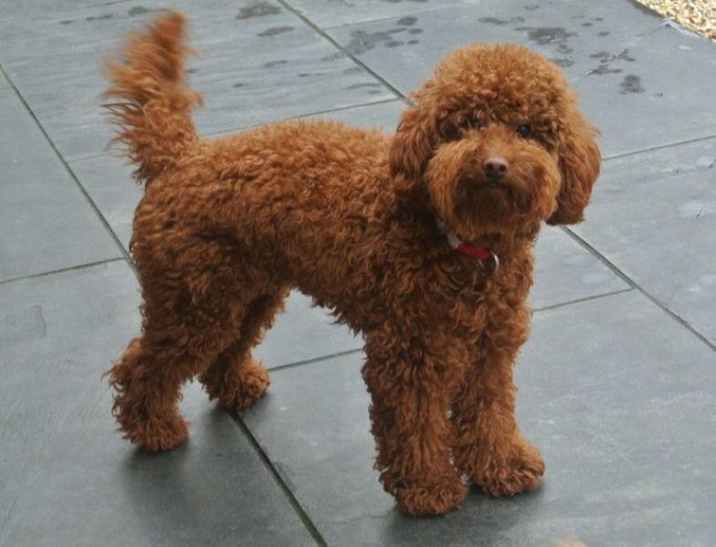 Regalo abbiamo cuccioli di barboncino