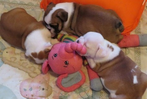 Due cuccioli Quality English Bulldog disponibili.