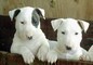 Bull Terrier Miniature Maschio e femmina Disponibili