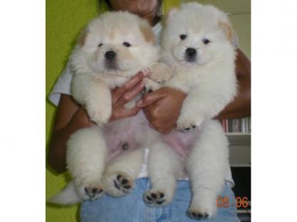  REGALO CUCCIOLI DI CHOW CHOW MASCHI E FEMMINE  Cuccioli di Cane razza CHOW CHOW maschio e femmina v
