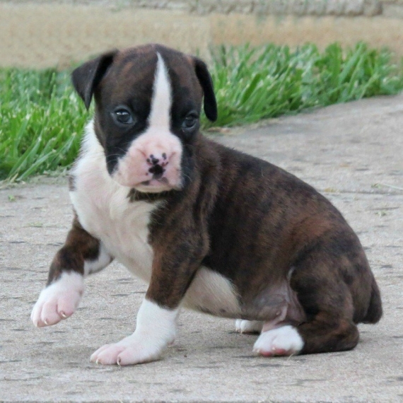Regalo Cuccioli di Boxer