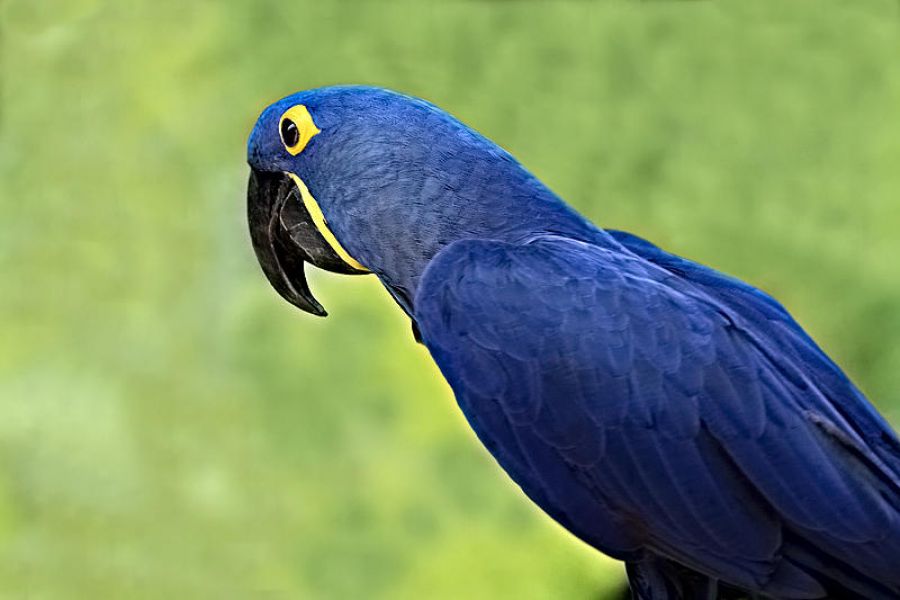 Affascinante che comunica Ara pappagalli