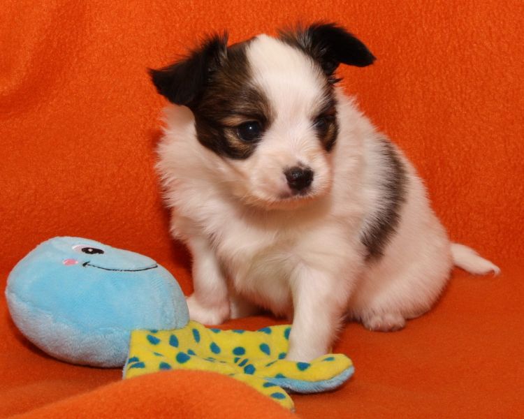 Molto bella e sani cuccioli di papillon per adozione maschi e femmine disponibili (gratis)