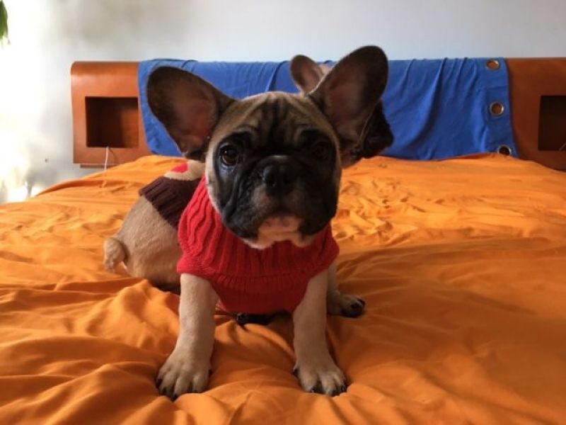 Cucciolo di Bouledogue Francese in vendita da allevamento e negozio