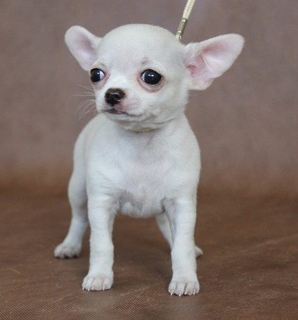 Cuccioli chiwawa